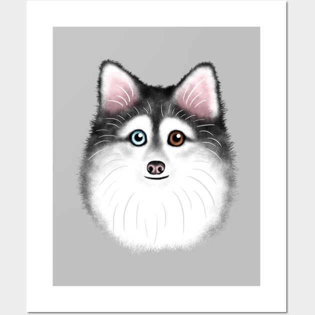 Grey and white best sale pomsky